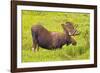 USA, Colorado, Cameron Pass. Bull moose drinking from stream.-Fred Lord-Framed Photographic Print