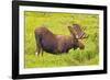 USA, Colorado, Cameron Pass. Bull moose drinking from stream.-Fred Lord-Framed Photographic Print