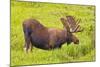 USA, Colorado, Cameron Pass. Bull moose drinking from stream.-Fred Lord-Mounted Photographic Print