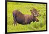 USA, Colorado, Cameron Pass. Bull moose drinking from stream.-Fred Lord-Framed Photographic Print