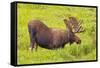 USA, Colorado, Cameron Pass. Bull moose drinking from stream.-Fred Lord-Framed Stretched Canvas