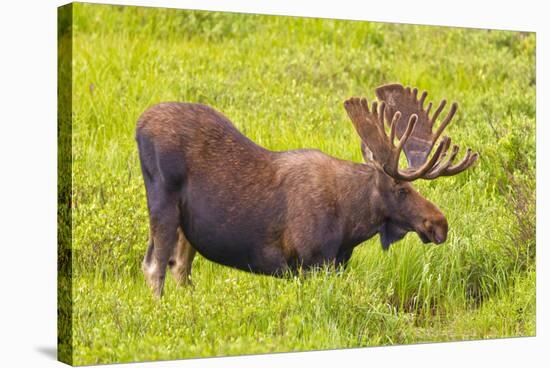 USA, Colorado, Cameron Pass. Bull moose drinking from stream.-Fred Lord-Stretched Canvas