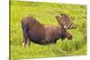 USA, Colorado, Cameron Pass. Bull moose drinking from stream.-Fred Lord-Stretched Canvas