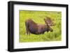 USA, Colorado, Cameron Pass. Bull moose drinking from stream.-Fred Lord-Framed Photographic Print