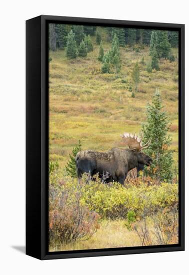 USA, Colorado, Cameron Pass. Bull moose with antlers.-Jaynes Gallery-Framed Stretched Canvas