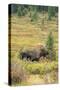 USA, Colorado, Cameron Pass. Bull moose with antlers.-Jaynes Gallery-Stretched Canvas