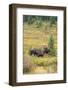 USA, Colorado, Cameron Pass. Bull moose with antlers.-Jaynes Gallery-Framed Photographic Print