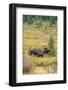 USA, Colorado, Cameron Pass. Bull moose with antlers.-Jaynes Gallery-Framed Photographic Print