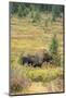 USA, Colorado, Cameron Pass. Bull moose with antlers.-Jaynes Gallery-Mounted Photographic Print