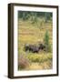 USA, Colorado, Cameron Pass. Bull moose with antlers.-Jaynes Gallery-Framed Photographic Print