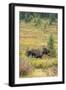 USA, Colorado, Cameron Pass. Bull moose with antlers.-Jaynes Gallery-Framed Photographic Print