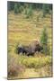 USA, Colorado, Cameron Pass. Bull moose with antlers.-Jaynes Gallery-Mounted Photographic Print