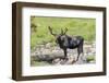 USA, Colorado, Cameron Pass. Bull moose with early antlers.-Jaynes Gallery-Framed Photographic Print