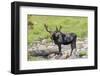 USA, Colorado, Cameron Pass. Bull moose with early antlers.-Jaynes Gallery-Framed Photographic Print