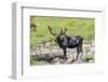 USA, Colorado, Cameron Pass. Bull moose with early antlers.-Jaynes Gallery-Framed Photographic Print
