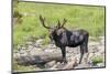 USA, Colorado, Cameron Pass. Bull moose with early antlers.-Jaynes Gallery-Mounted Photographic Print