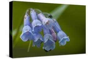 USA, Colorado, Clear Creek County. Detail of Chiming Bells Flowers-Jaynes Gallery-Stretched Canvas