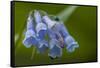 USA, Colorado, Clear Creek County. Detail of Chiming Bells Flowers-Jaynes Gallery-Framed Stretched Canvas