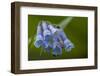 USA, Colorado, Clear Creek County. Detail of Chiming Bells Flowers-Jaynes Gallery-Framed Premium Photographic Print