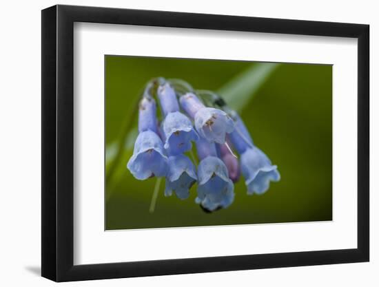 USA, Colorado, Clear Creek County. Detail of Chiming Bells Flowers-Jaynes Gallery-Framed Premium Photographic Print