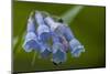 USA, Colorado, Clear Creek County. Detail of Chiming Bells Flowers-Jaynes Gallery-Mounted Premium Photographic Print