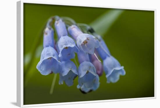 USA, Colorado, Clear Creek County. Detail of Chiming Bells Flowers-Jaynes Gallery-Framed Photographic Print