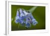 USA, Colorado, Clear Creek County. Detail of Chiming Bells Flowers-Jaynes Gallery-Framed Photographic Print