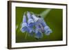 USA, Colorado, Clear Creek County. Detail of Chiming Bells Flowers-Jaynes Gallery-Framed Photographic Print