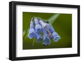 USA, Colorado, Clear Creek County. Detail of Chiming Bells Flowers-Jaynes Gallery-Framed Photographic Print