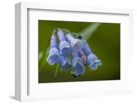 USA, Colorado, Clear Creek County. Detail of Chiming Bells Flowers-Jaynes Gallery-Framed Photographic Print