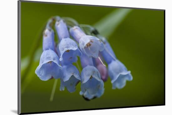 USA, Colorado, Clear Creek County. Detail of Chiming Bells Flowers-Jaynes Gallery-Mounted Photographic Print