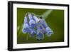 USA, Colorado, Clear Creek County. Detail of Chiming Bells Flowers-Jaynes Gallery-Framed Photographic Print