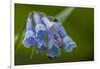 USA, Colorado, Clear Creek County. Detail of Chiming Bells Flowers-Jaynes Gallery-Framed Photographic Print