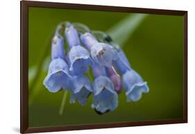 USA, Colorado, Clear Creek County. Detail of Chiming Bells Flowers-Jaynes Gallery-Framed Photographic Print