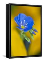 USA, Colorado. Close Up of Cranesbill Geranium-Jaynes Gallery-Framed Stretched Canvas