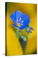 USA, Colorado. Close Up of Cranesbill Geranium-Jaynes Gallery-Stretched Canvas