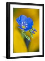 USA, Colorado. Close Up of Cranesbill Geranium-Jaynes Gallery-Framed Photographic Print