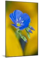 USA, Colorado. Close Up of Cranesbill Geranium-Jaynes Gallery-Mounted Photographic Print