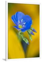 USA, Colorado. Close Up of Cranesbill Geranium-Jaynes Gallery-Framed Photographic Print