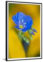 USA, Colorado. Close Up of Cranesbill Geranium-Jaynes Gallery-Framed Premium Photographic Print