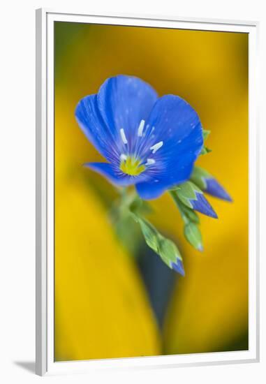 USA, Colorado. Close Up of Cranesbill Geranium-Jaynes Gallery-Framed Premium Photographic Print