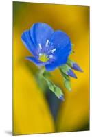 USA, Colorado. Close Up of Cranesbill Geranium-Jaynes Gallery-Mounted Premium Photographic Print