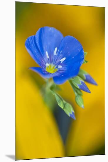 USA, Colorado. Close Up of Cranesbill Geranium-Jaynes Gallery-Mounted Premium Photographic Print