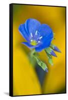 USA, Colorado. Close Up of Cranesbill Geranium-Jaynes Gallery-Framed Stretched Canvas