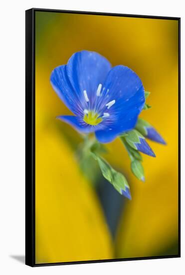 USA, Colorado. Close Up of Cranesbill Geranium-Jaynes Gallery-Framed Stretched Canvas