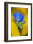 USA, Colorado. Close Up of Cranesbill Geranium-Jaynes Gallery-Framed Photographic Print