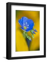 USA, Colorado. Close Up of Cranesbill Geranium-Jaynes Gallery-Framed Photographic Print