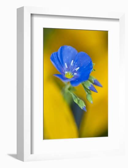 USA, Colorado. Close Up of Cranesbill Geranium-Jaynes Gallery-Framed Photographic Print