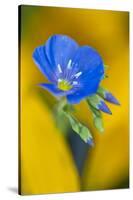 USA, Colorado. Close Up of Cranesbill Geranium-Jaynes Gallery-Stretched Canvas