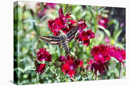 USA, Colorado, Colorado Springs. the Broadmoor, White-Lined Sphinx-Trish Drury-Stretched Canvas